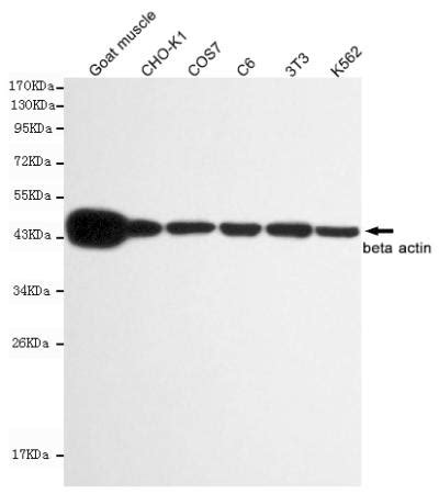 beta actin antibody|beta actin Monoclonal Antibody .